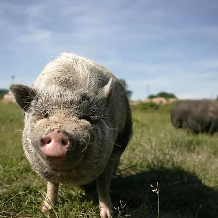 Appartement Rech Hof Urlaub Auf Dem Bauernhof Schalkenbach