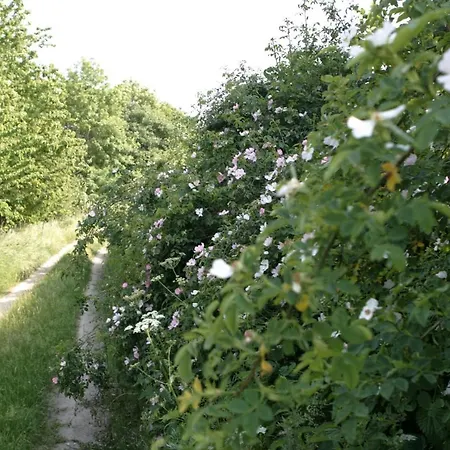 Rech Hof Urlaub Auf Dem Bauernhof