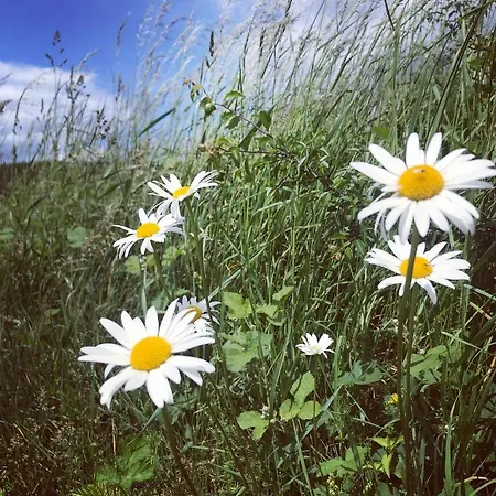 Apartment Rech Hof Urlaub Auf Dem Bauernhof *