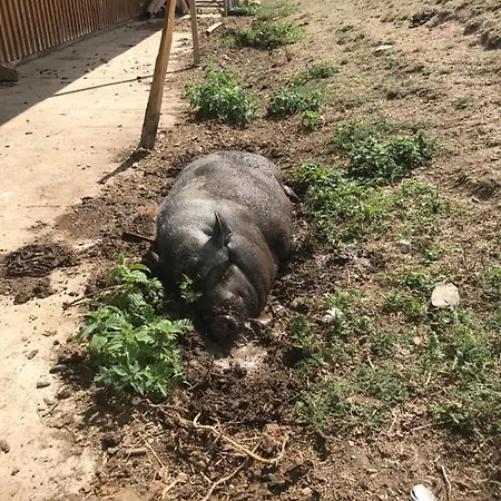 Rech Hof Urlaub Auf Dem Bauernhof Schalkenbach