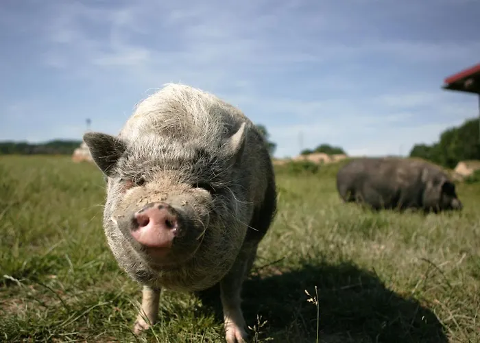 Apartmán Rech Hof Urlaub Auf Dem Bauernhof Schalkenbach