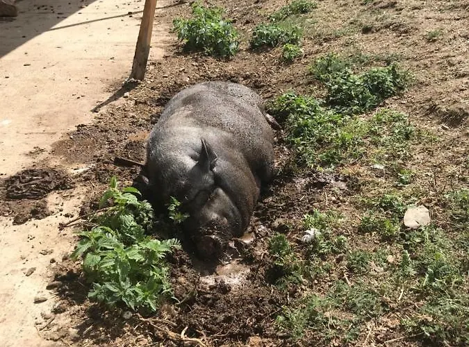 Rech Hof Urlaub Auf Dem Bauernhof Schalkenbach